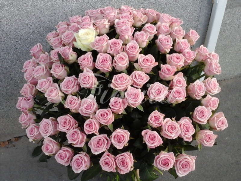 Доставка роз в Праге Roses bouquets in Prague Kytice růží v Praze
