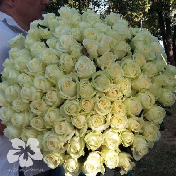 A bouquet of 101 long white roses
