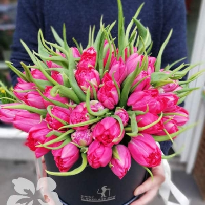 Peony flowering tulips