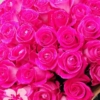 15 длинных темно-розовых роз