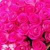 15 long dark pink roses