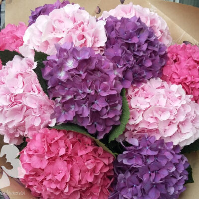 A bouquet of 11 hydrangeas