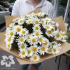 A bouquet of 51 large daisies