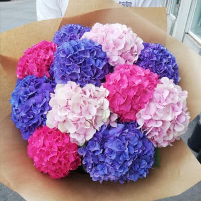 A bouquet of 11 brighter hydrangeas