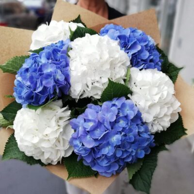 Blumenstrauß aus 7 weißen und blauen Hortensien
