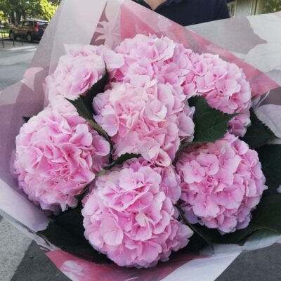 A bouquet of 7 pink hydrangeas