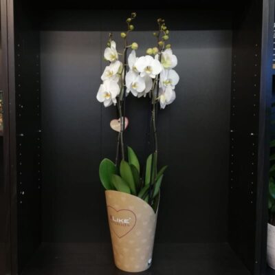 Weiße Orchidee, 4 Trieben, 90 cm