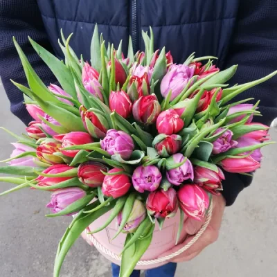 Boxes of peony flowering tulips