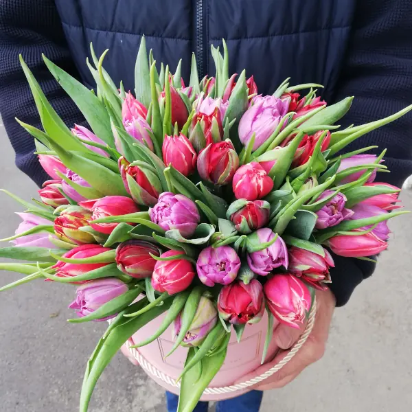 Krabice pivoňkových tulipánů