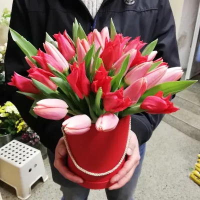 Box mit 51 Tulpen