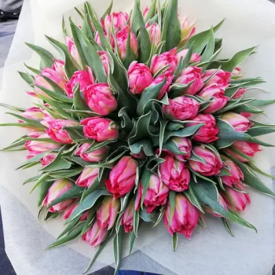 Strauß von 51 Pfingstrosen-Tulpen