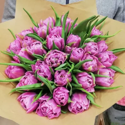 Bouquet of Milka peony flowering tulips